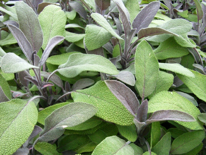 Salvia officinalis 'Maxima" Salie