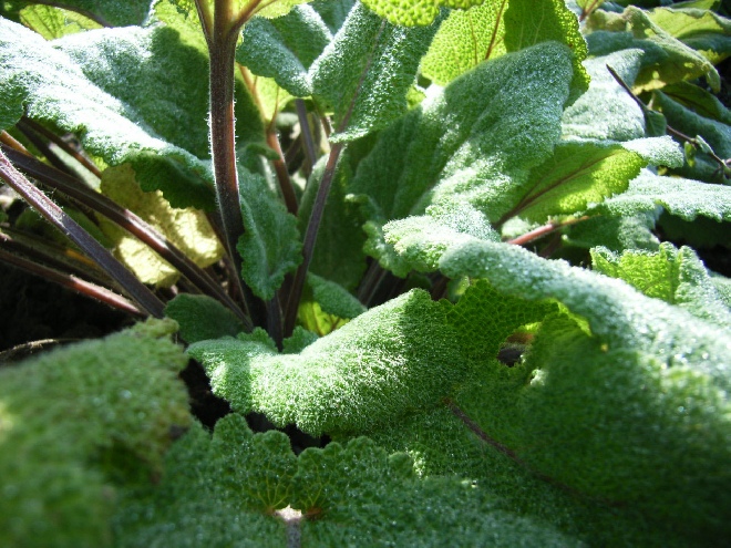 Salvia sclarea Salie