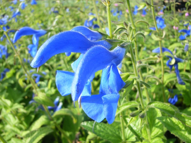 Salvia patens 'Royal Blue' Salie