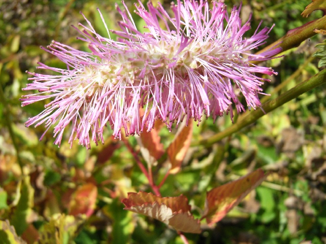 Sanguisorba obtusa Pimpernel