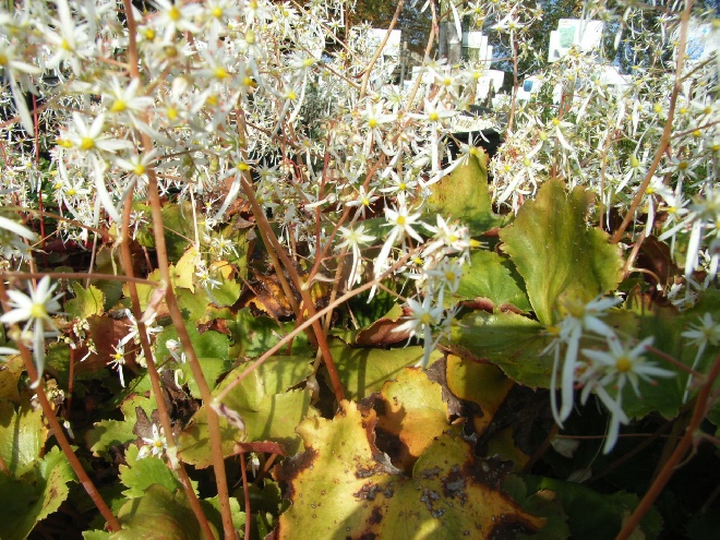 Saxifraga fortunei Steenbreek