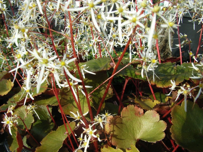 Saxifraga fortunei 'Rubrifolia' Steenbreek