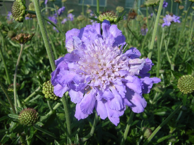 Scabiosa columbaria 'Butterfly Blue' Duifkruid