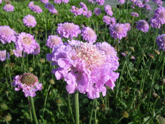 Scabiosa columbaria 'Pink Mist' Duifkruid