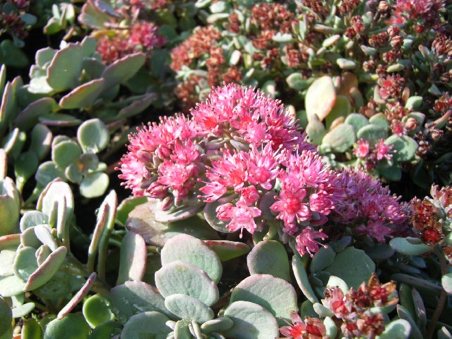 Sedum cauticola 'Lidakense' Vetkruid