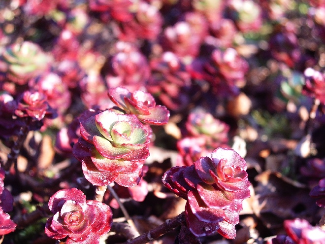 Sedum spurium 'Fuldaglut' Vetkruid
