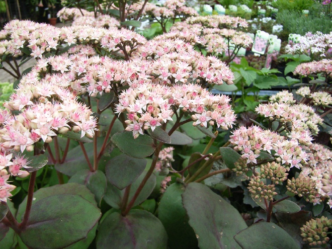 Sedum 'Matrona' Vetkruid, Hemelsleutel