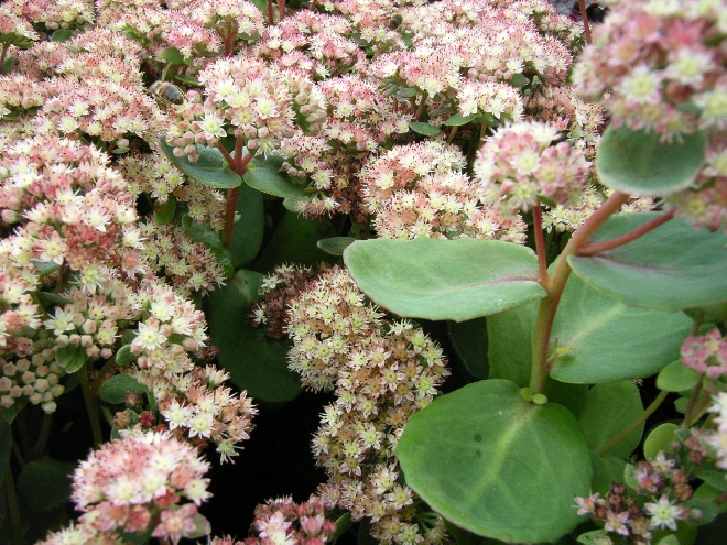 Sedum 'Stewed Rhubarb Mountain' Vetkruid