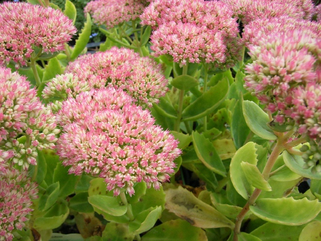 Sedum spectabile 'Brillant' Hemelsleutel, Vetkruid