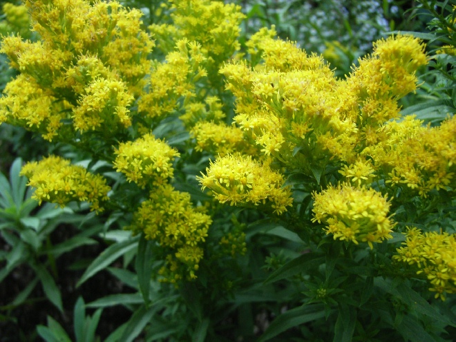 Solidago 'Golden Mosa' Guldenroede