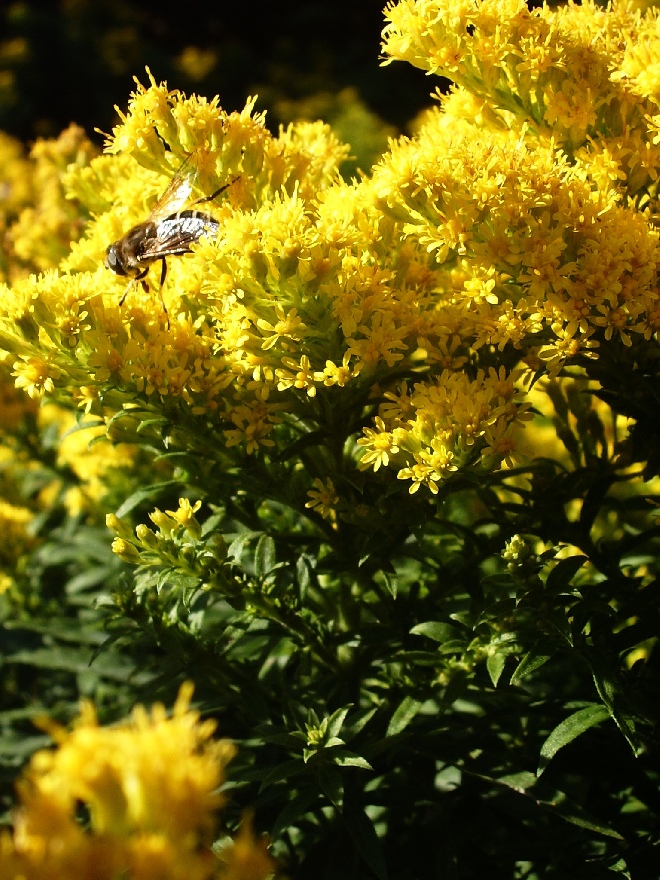 Solidago 'Laurin' Guldenroede