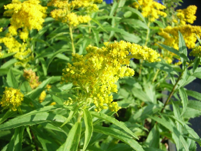Solidago 'Goldkind' Guldenroede