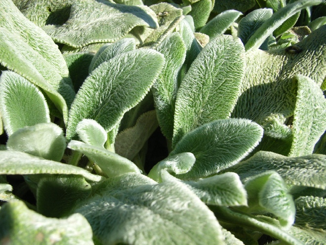 Stachys byzantina 'Silver Carpet' Ezelsoren