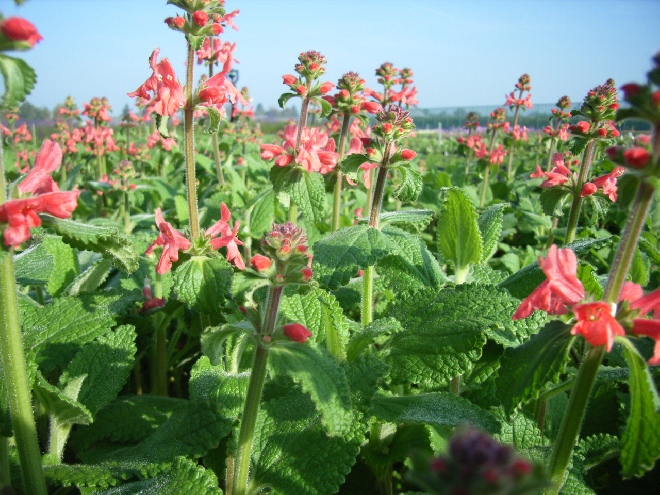 Stachys coccinea Andoorn