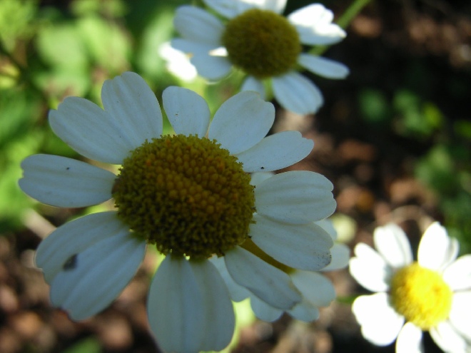 Tanacetum parthenium 'Rowallane'  Moederkruid