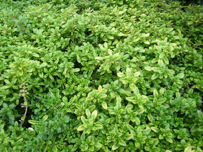 Thymus citriodorus 'Bertram Anderson' Citroentijm