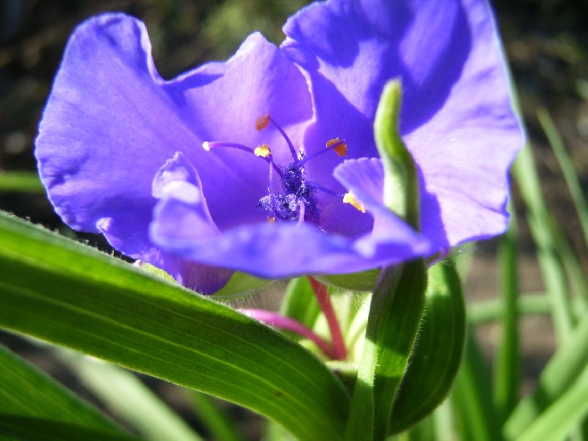 Tradescantia 'Zwanenburg Blue' (Andersoniana-groep) Eendagsbloem