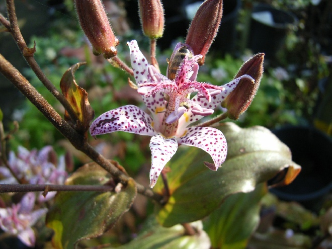 Tricyrtis formosana Armelui's Orchidee, Paddelelie.