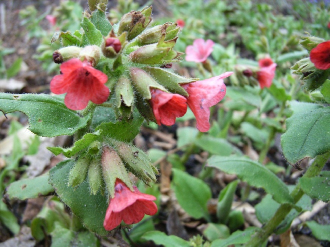 Pulmonaria rubra longkruid