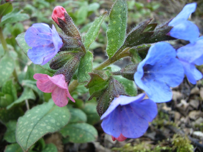 Pulmonaria saccharata 'Mrs Moon' Longkruid