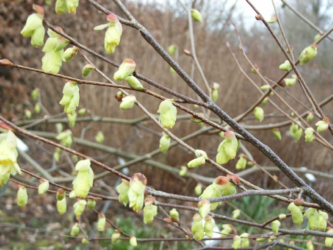Corylopsis pauciflora Schijnhazelaar
