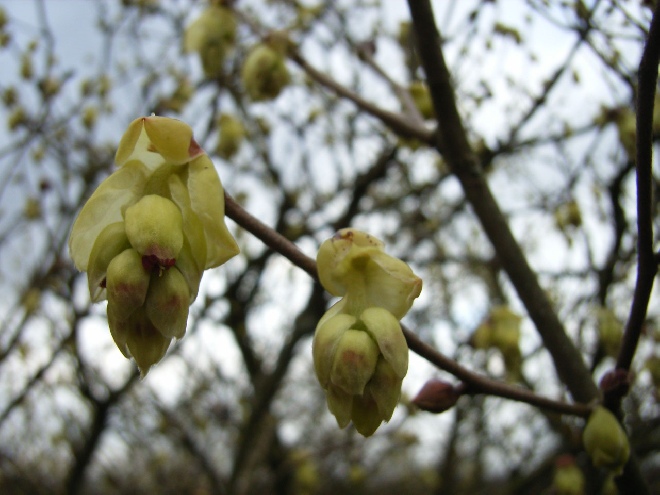 Corylopsis spicata Schijnhazelaar
