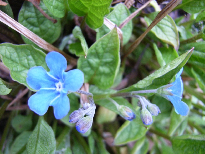 Omphalodes verna Onschuld