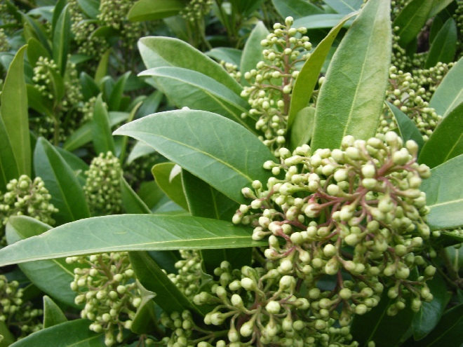 Skimmia confusa 'Kew Green' Skimmia