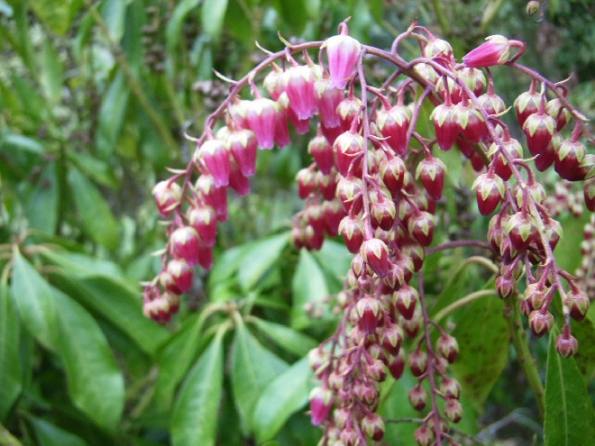 Pieris japonica 'Valley Rose' Pieris