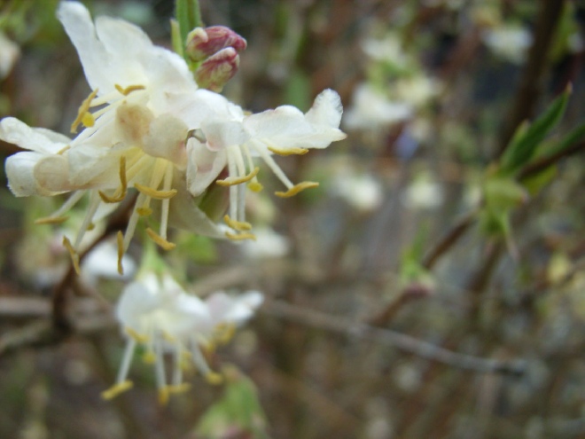 Lonicera fragrantissima 'Winter Beauty' (syn. Lonicera purpusii 'Winter Beauty') kamperfoelie