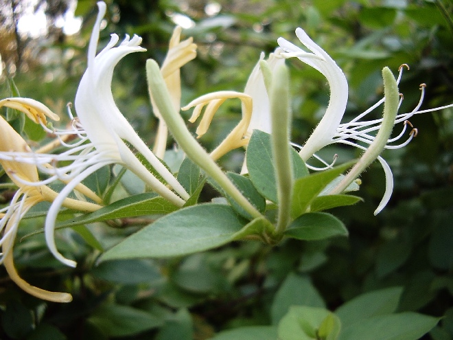 Lonicera japonica 'Hall's Prolific' Gele Kamperfoelie, Geitenblad