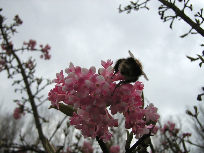 Viburnum bodnantense 'Dawn' Viburnum Gelderse roos