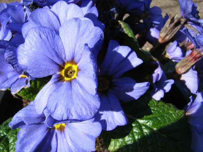 Primula 'Wanda' (Juliae-groep) Primula