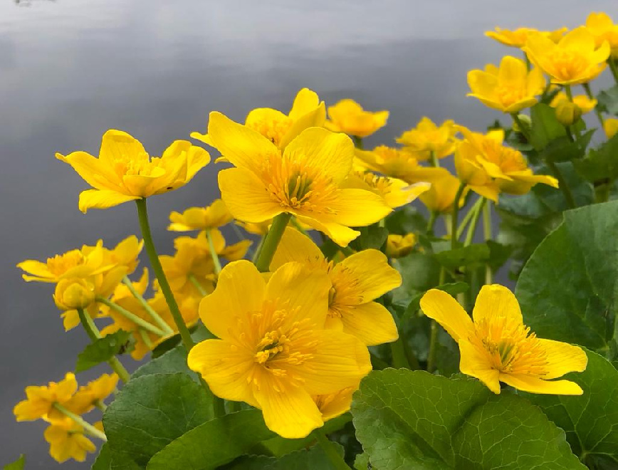 Caltha palustris Dotterbloem