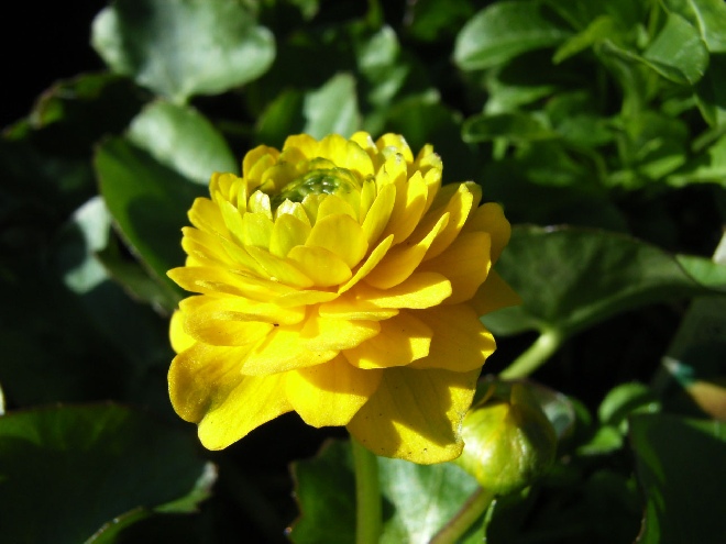 Caltha palustris 'Plena' Dotterbloem
