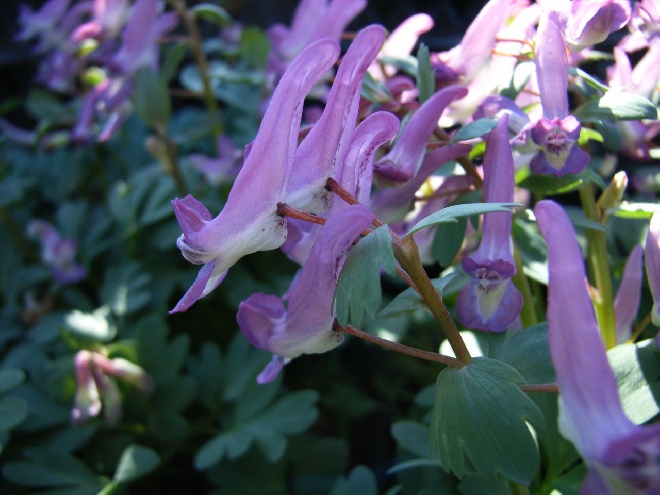 Corydalis solida Helmbloem