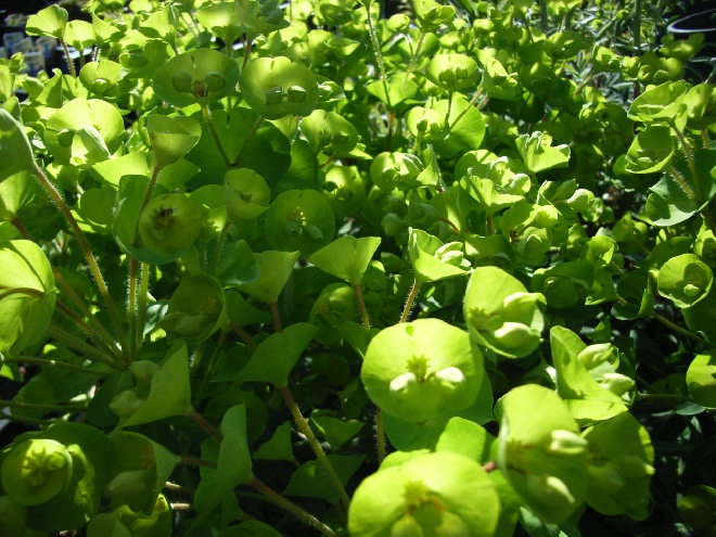 Euphorbia 'Charam' (Redwing) Wolfsmelk