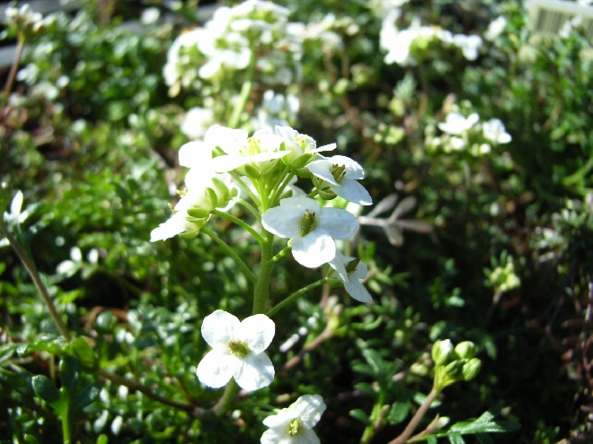 Pritzelago alpina (syn. Hutchinsia alpina ) Gemskers