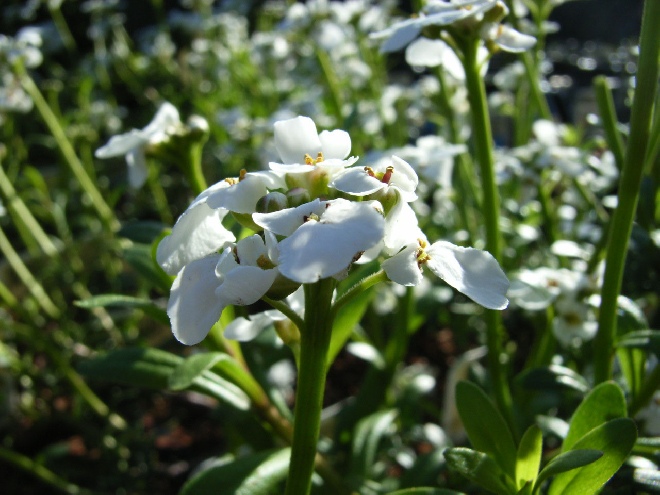 Iberis sempervirens 'Schneeflocke' (Snowflake) Scheefbloem, Scheefkelk.