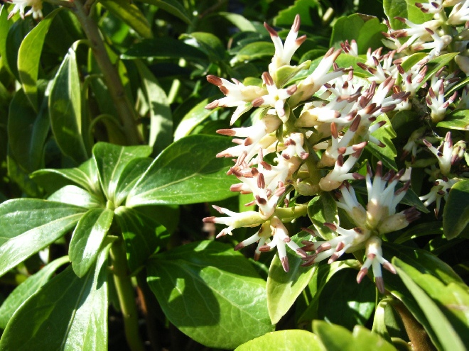 Pachysandra terminalis Evergreen, Schaduwkruid