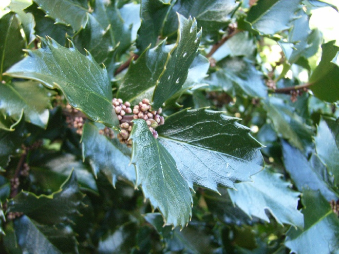 Ilex meserveae 'Blue Prince' Blauwe Hulst