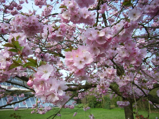 Prunus 'Accolade' Sierkers