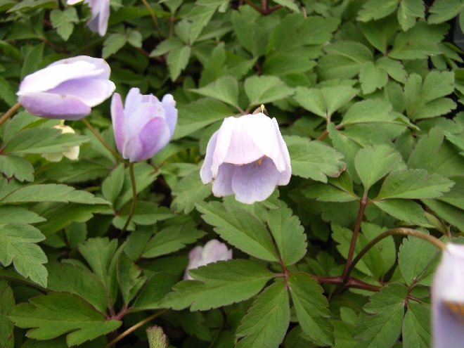 Anemone nemorosa 'Robinsoniana' Anemoon