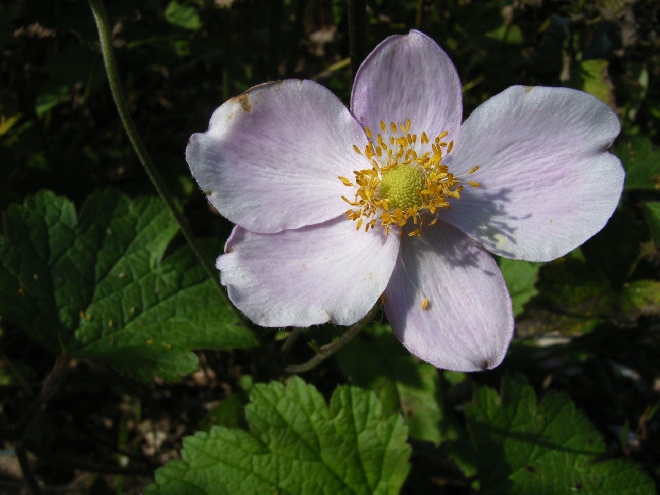 Anemone tomentosa 'Robustissima' (syn. Anemone vitifolia 'Robustissima') Japanse Anemoon