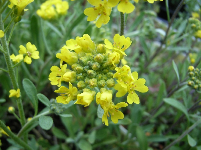 Alyssum montanum Bergschildzaad