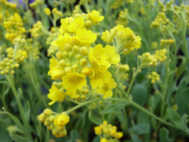 Aurinia saxatilis (syn. Alyssum saxatile) Schildzaad