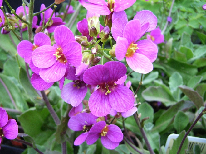 Arabis caucasica 'Pinkie' Randjesbloem, Rijstebrij