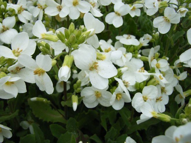 Arabis caucasica 'Snowcap' Randjesbloem, Rijstebrij