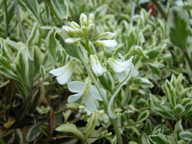 Arabis ferdinandi-coburgii 'Variegata' (syn. Arabis procurrens 'Variegata') Bontbladige Randjesbloem