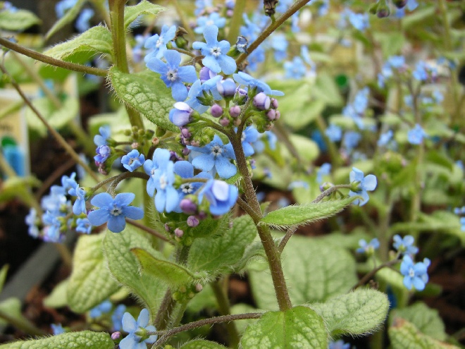 Brunnera macrophylla 'Jack Frost' Kaukasische vergeet-mij-niet